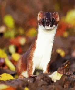 Adorable Stoat paint by numbers