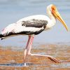 White Stork Bird paint by numbers