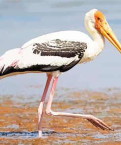 White Stork Bird paint by numbers