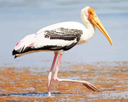 White Stork Bird paint by numbers