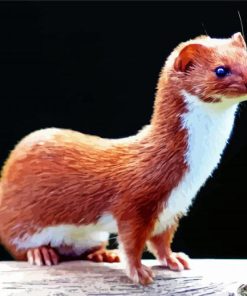 Adorable Weasel Animal paint by numbers