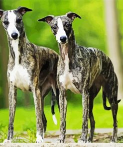 Whippet Dogs paint by numbers