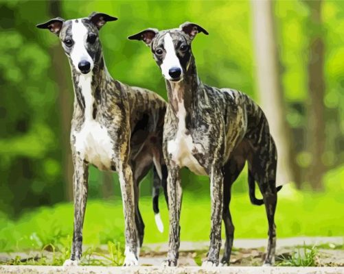 Whippet Dogs paint by numbers