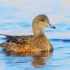 Beautiful Wigeon Bird paint by numbers