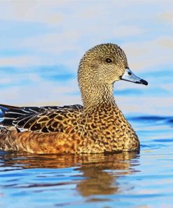 Beautiful Wigeon Bird paint by numbers