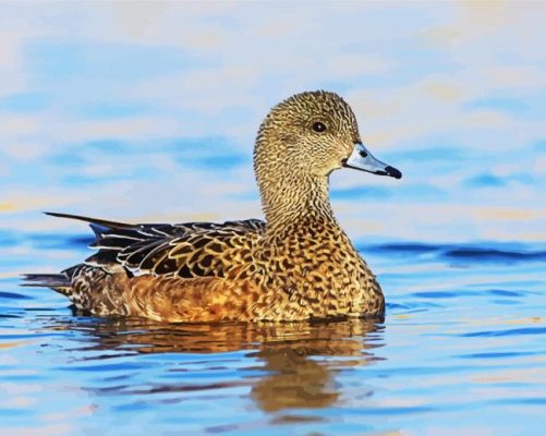 Beautiful Wigeon Bird paint by numbers