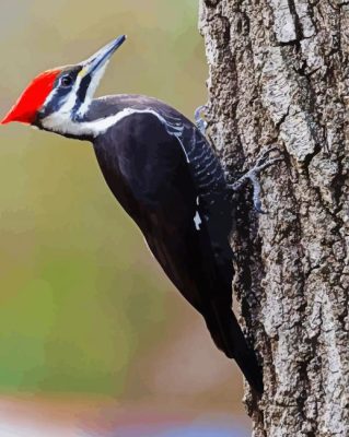 Woodpeckers Bird paint by numbers
