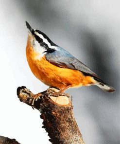 Beautiful Nuthatch Bird paint by numbers