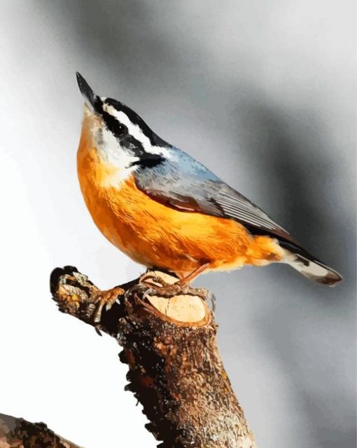 Beautiful Nuthatch Bird paint by numbers