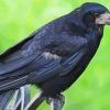 Aesthetic Black Rook Bird paint by numbers