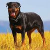 Aesthetic Rottweiler Dog paint by numbers