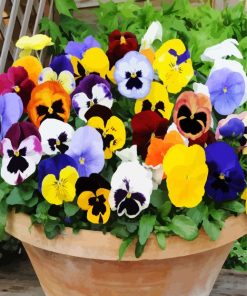 Pansies Flowers In Pot paint by numbers