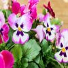 Pink And White Pansies paint by numbers