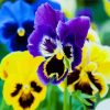 Nice Pansies Flowers paint by numbers