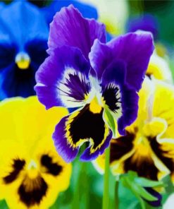 Nice Pansies Flowers paint by numbers