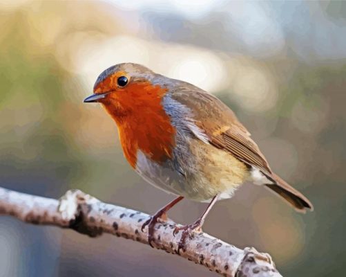 Cute Robin Bird paint by numbers