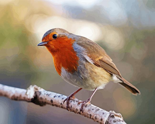 Cute Robin Bird paint by numbers