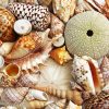 Beautiful Seashells paint by numbers