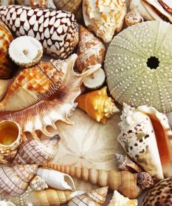 Beautiful Seashells paint by numbers