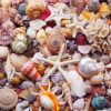 Beautiful Seashells paint by numbers