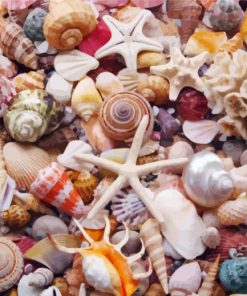 Beautiful Seashells paint by numbers