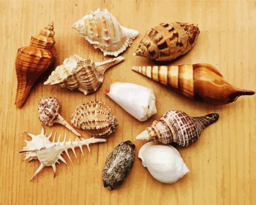 Aesthetics Seashells paint by numbers