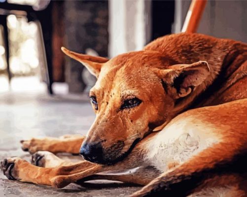Adorable Street Dog paint by numbers