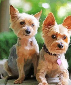 Adorable Yorkies paint by numbers