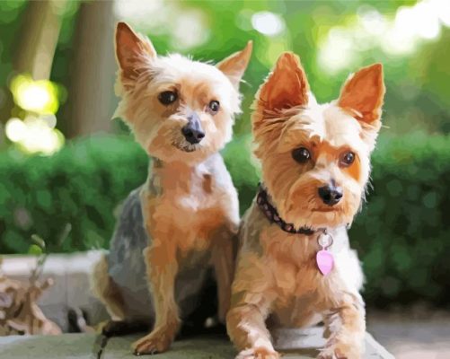 Adorable Yorkies paint by numbers