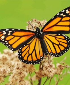 Monarch butterfly paint by numbers