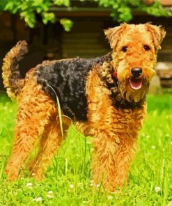 Cute Airedale Terrier paint by numbers