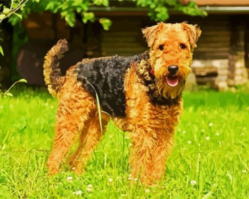 Cute Airedale Terrier paint by numbers
