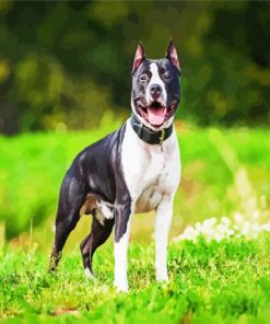 Black White American Staffordshire paint by numbers