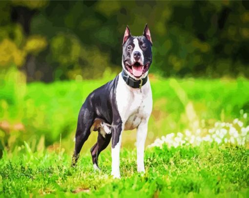 Black White American Staffordshire paint by numbers