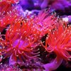 Pink Anemones paint by numbers