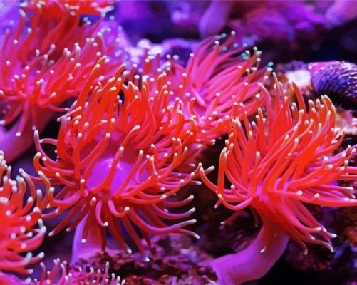 Pink Anemones paint by numbers