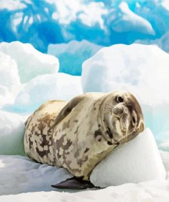 Seal Animal In Antarctica paint by numbers