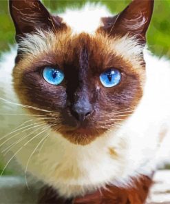 Beautiful Siamese Cat paint by numbers