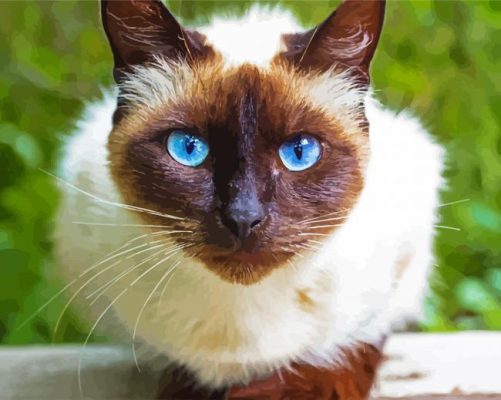 Beautiful Siamese Cat paint by numbers