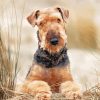 Adorable Airedale Terrier paint by numbers