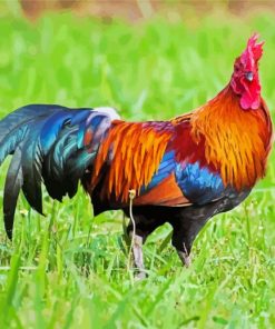 Bird Rooster paint by numbers