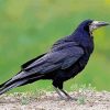 Black Rook Bird paint by numbers