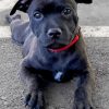 Staffordshire Bull Terrier paint by numbers