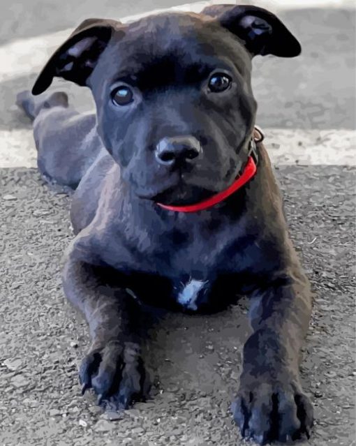 Staffordshire Bull Terrier paint by numbers