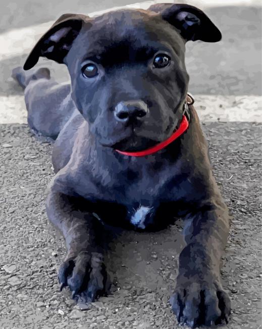 Staffordshire Bull Terrier paint by numbers