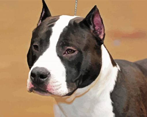 Black And White American Staffordshire Terrier paint by numbers