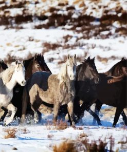 Brumby Horses Flock paint by numbers