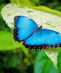 Blue Morpho Butterfly paint by numbers