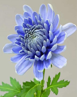 Blue Chrysanthemums Flower paint by numbers