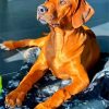 Brown Ridgeback paint by numbbers